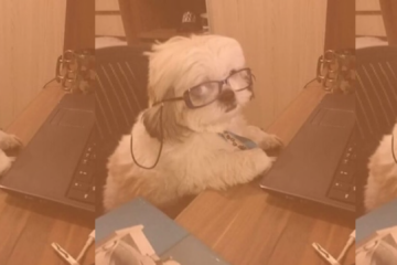 last semester of college ever. dog at computer being studious.