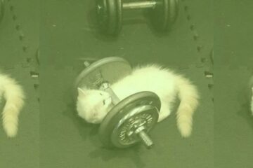 cat lifting weights like training until failure in life